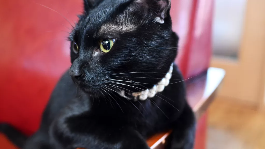黒猫ピノ