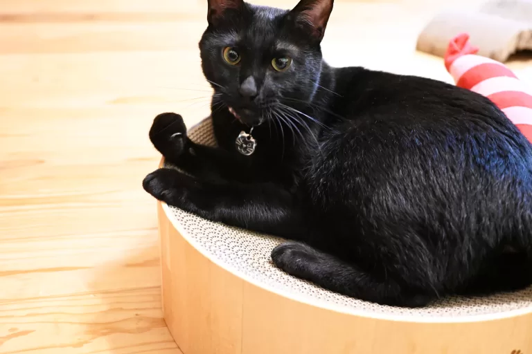 すり鉢状爪とぎでくつろぐ黒猫ピノ